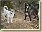 ������ � ����. ���� 950x700 (74kb) ��������?