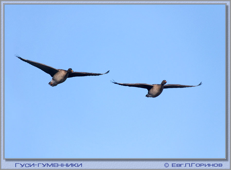 , Wild-goose, Bean Goose, Anser fabalis.  950700 (70kb)