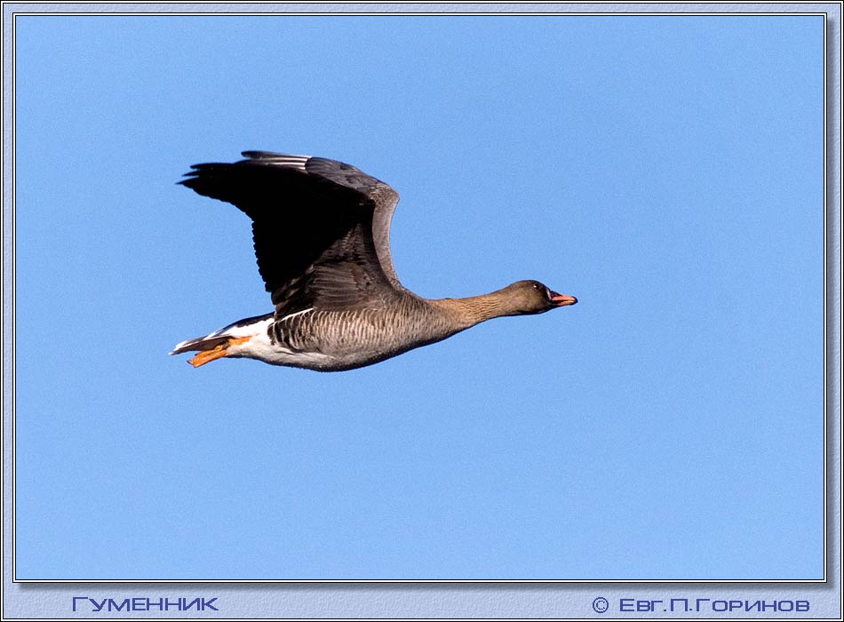 , Wild-goose, Bean Goose, Anser fabalis.  950700 (69kb)