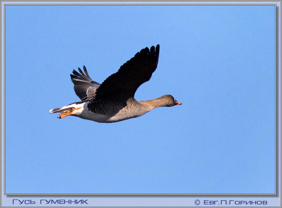 , Wild-goose, Bean Goose, Anser fabalis.  950700 (81kb)