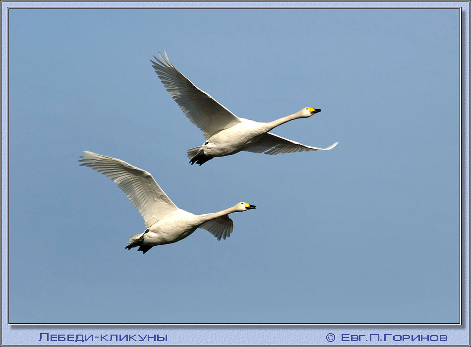 -, swan, hooper, Whooper Swan, Cygnus ygnus.  950700 (81kb)