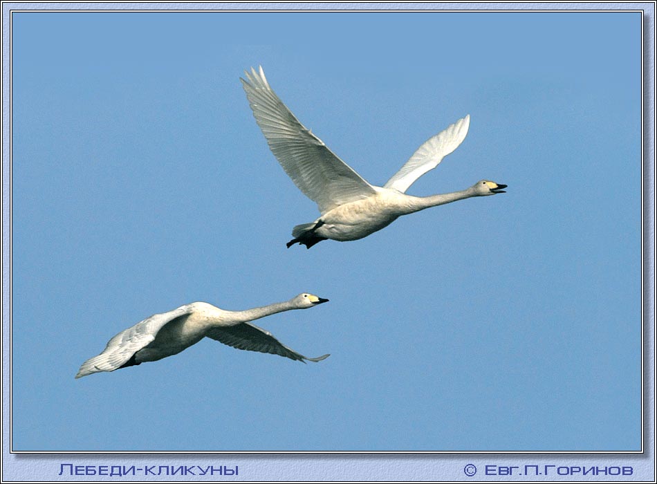 -, swan, hooper, Whooper Swan, Cygnus ygnus.  950700 (69kb)