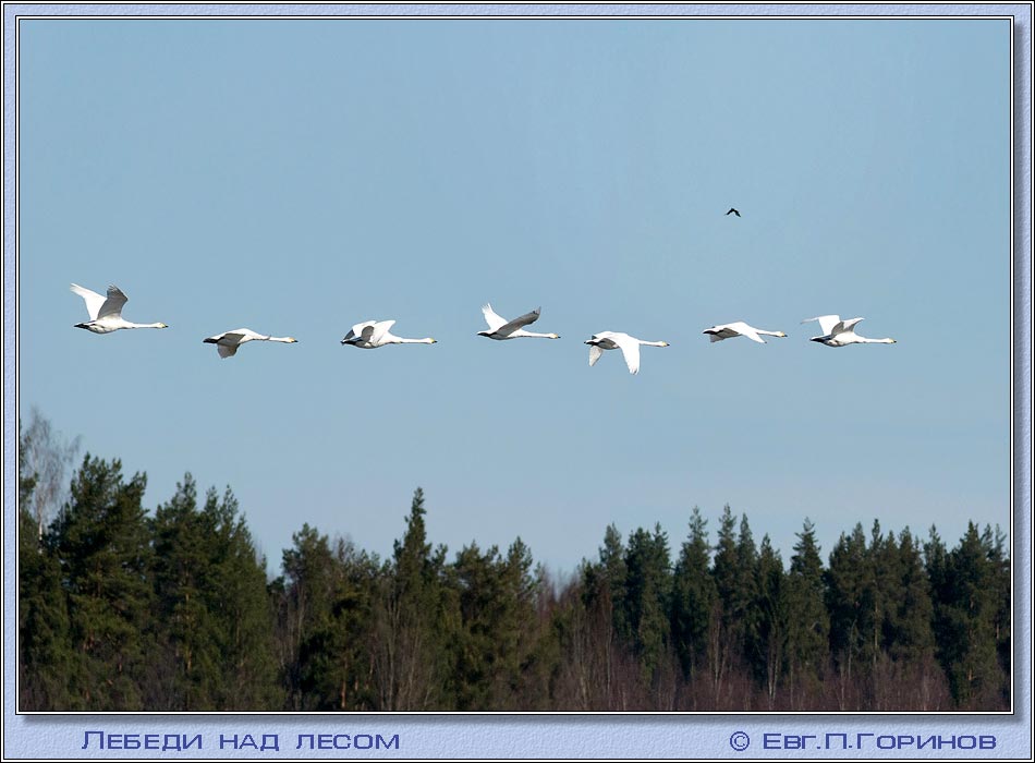   , swan, hooper, Whooper Swan, Cygnus ygnus.  950700 (74kb)