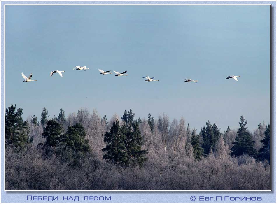  , swan, hooper, Whooper Swan, Cygnus ygnus.  950700 (77kb)