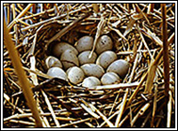 ������ ������