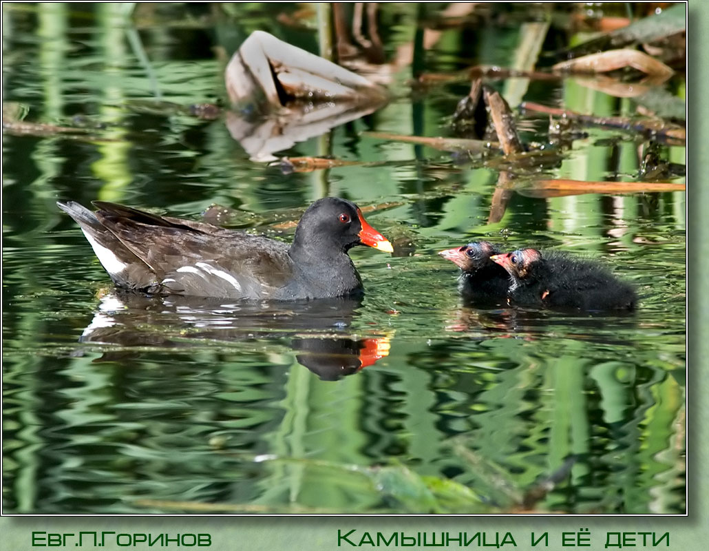 ��������� � ��������