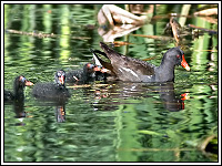 ��������� � ��������