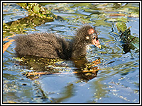 ������ ���������