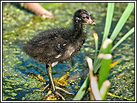 ������ ���������