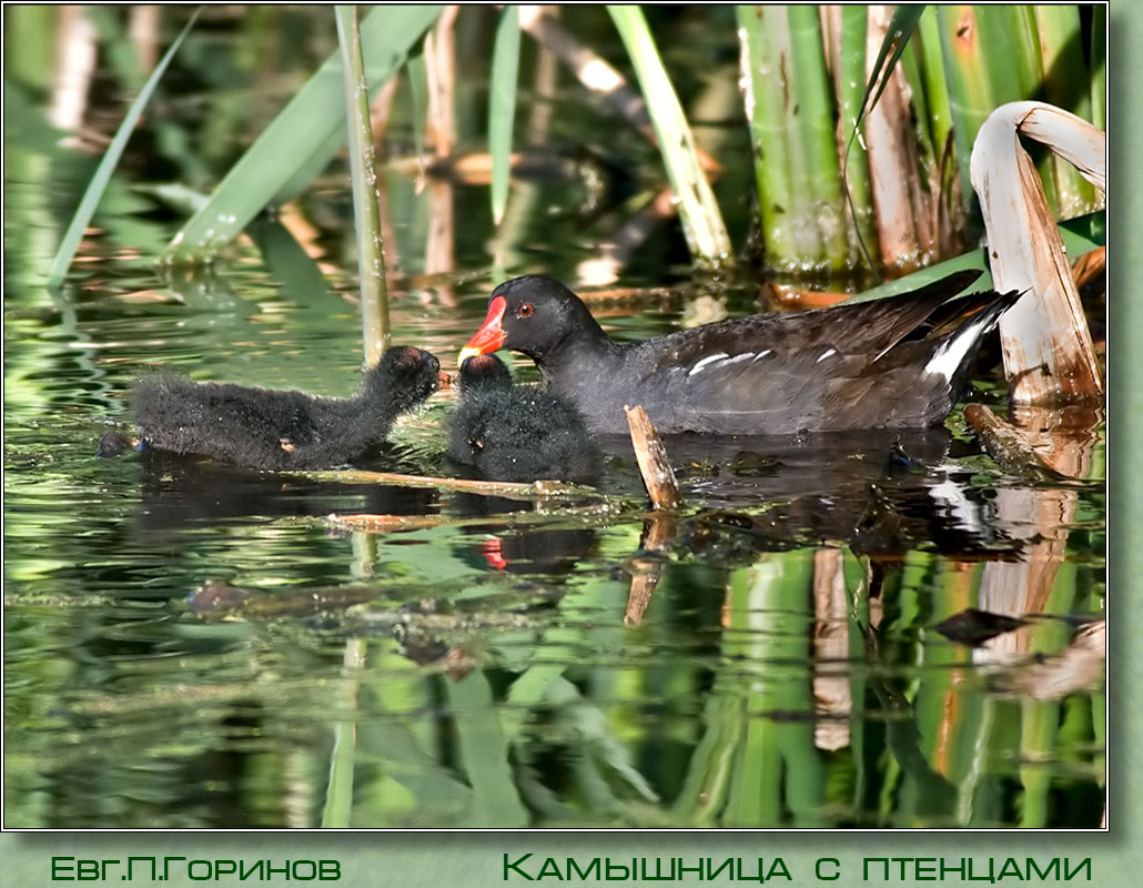 ��������� � ��������