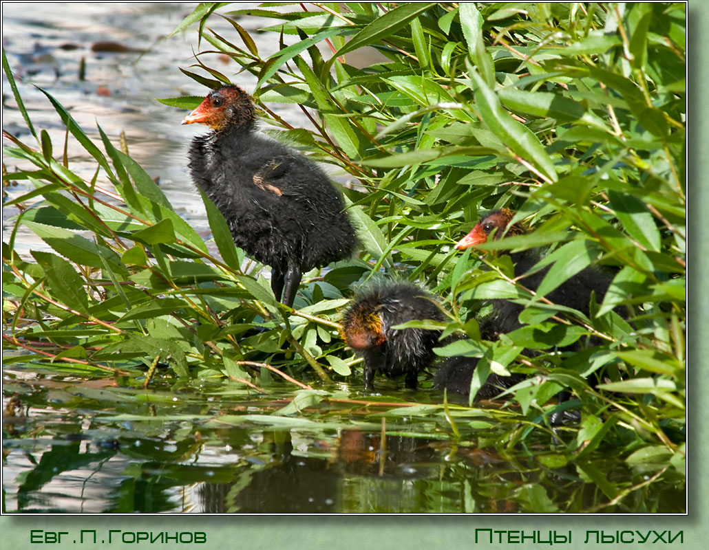 ������ ������