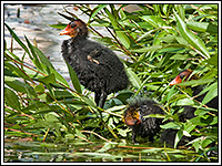 ������ ������