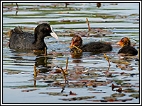 ������ � ��������