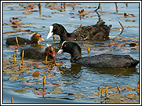 ������ � ��������