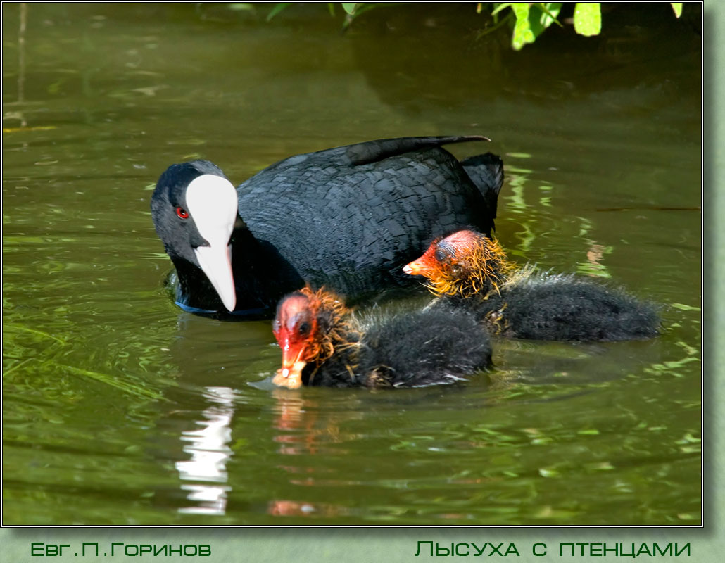 ������ � ��������