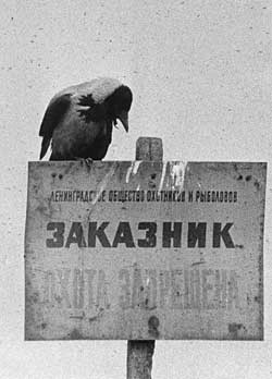 Наблюдательный пункт вороны